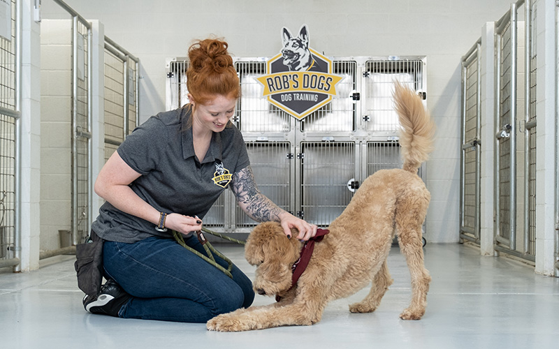 Professional Dog Training Phoenix AZ | Professional Dog Trainers Phoenix AZ