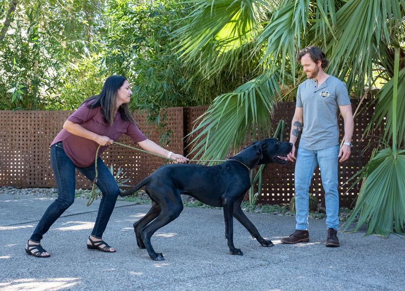 Private Puppy Training Classes | Boarding and Training Phoenix AZ