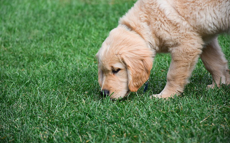 Trouble store housebreaking dog