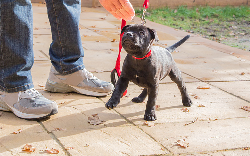 How to train a puppy to 2024 use a leash