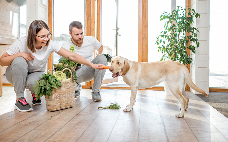 The importance of proper nutrition for your dog