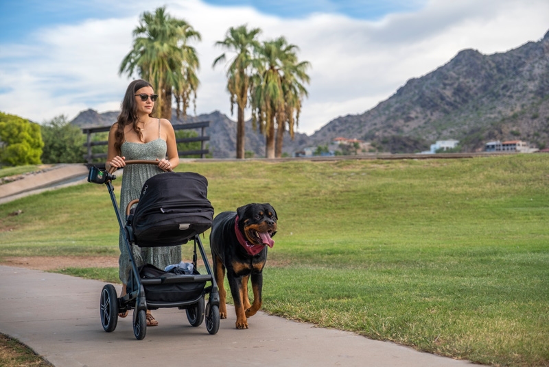 Is Board Train Right for your dog stroller-rottweiler Dog Board & Train Phoenix AZ | Board & Train Program