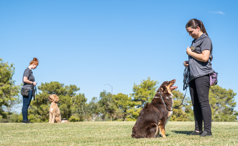 Separation-Anxiety-2-trainers-2-dogs Two puppies and trainers in puppy training classes.