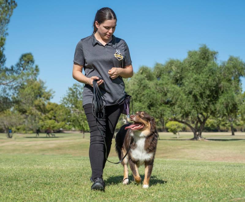 How Much Does Board and Train Cost trainer-and-collie Professional Dog Trainers in Phoenix AZ
