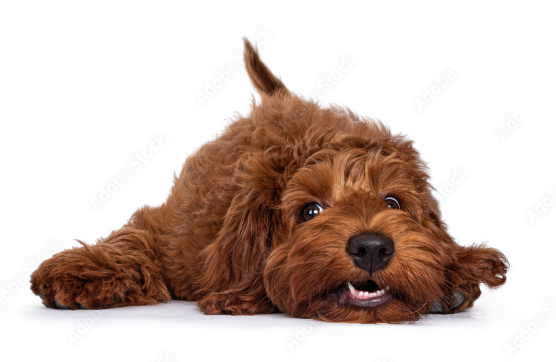 dog-outline A small brown puppy lying flat on its stomach.