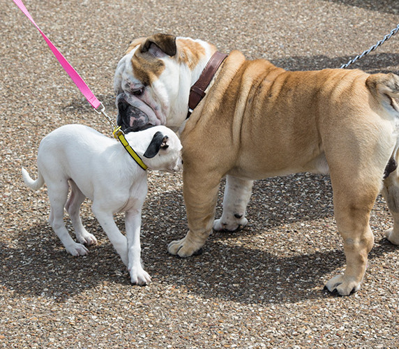 socialization Two puppies sniffing each other to start socializing.