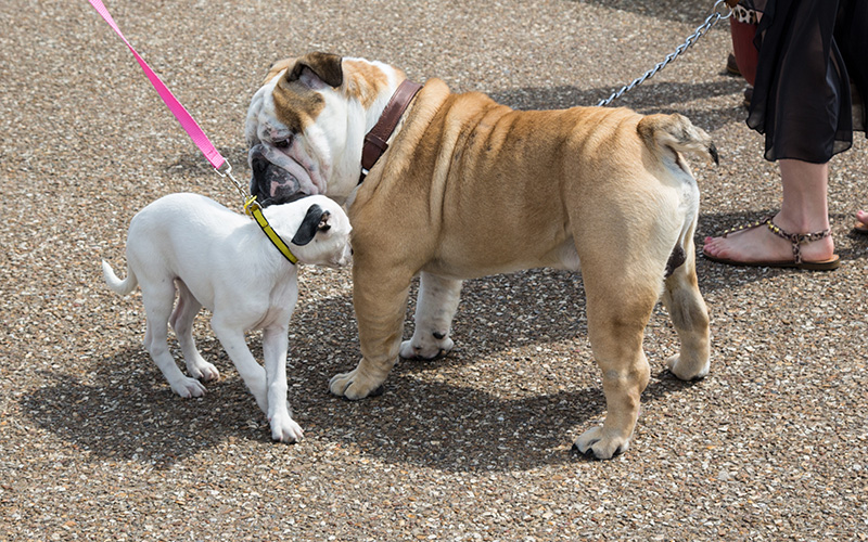 socialization Two puppies sniffing each other to start socializing.