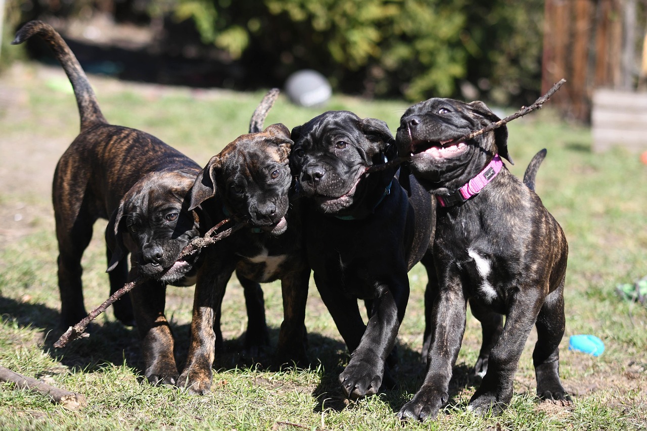 cane-corso-6922966_1280