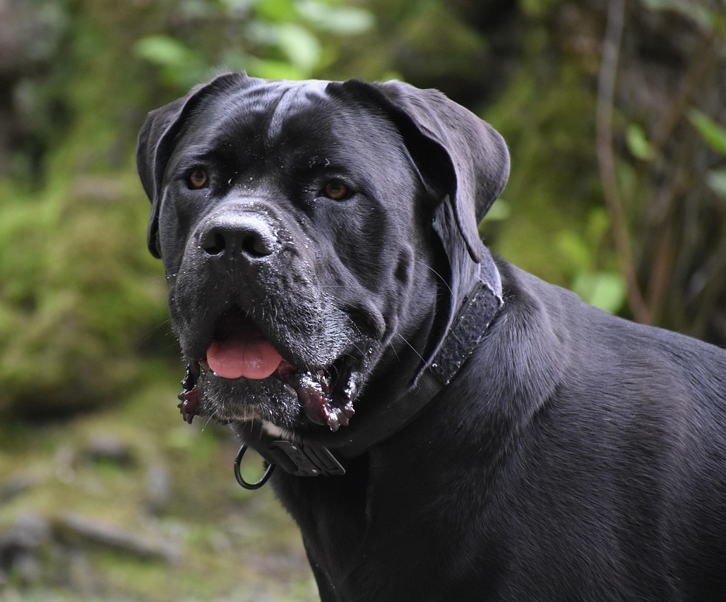 cane-corso-8786701_1280