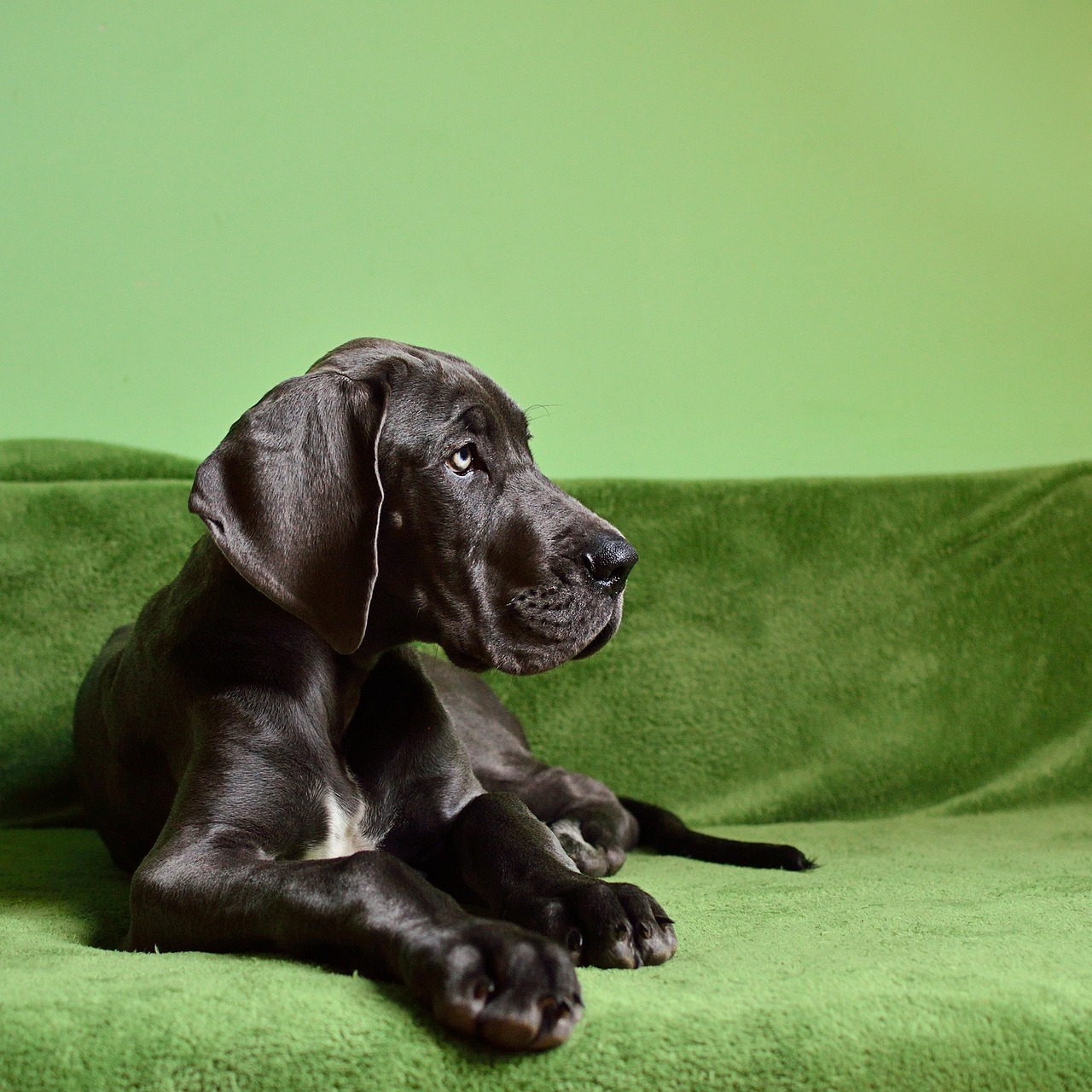 great dane