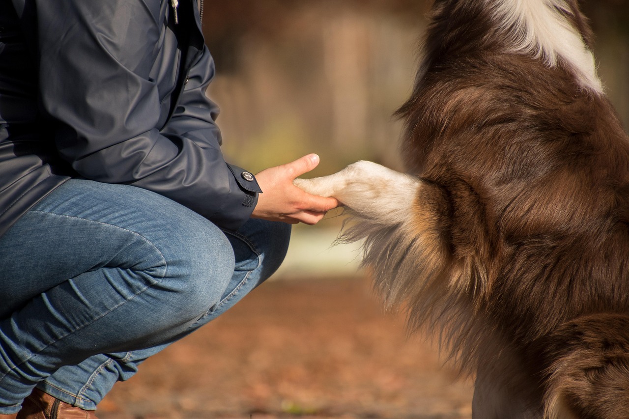 australian-shepherd