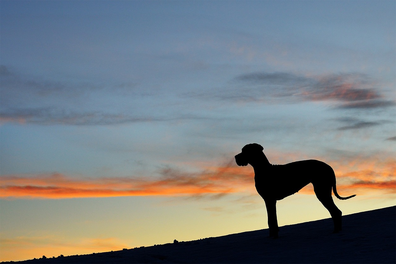 great-dane-