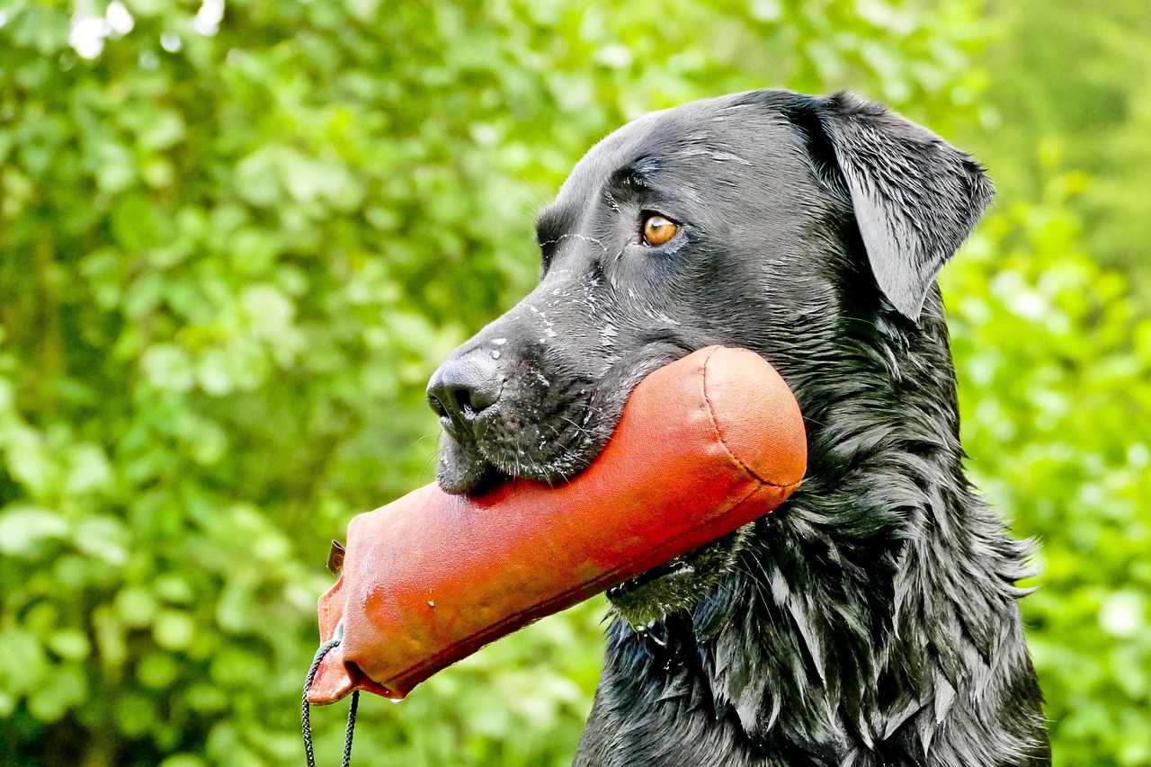 labrador-1114828_1280