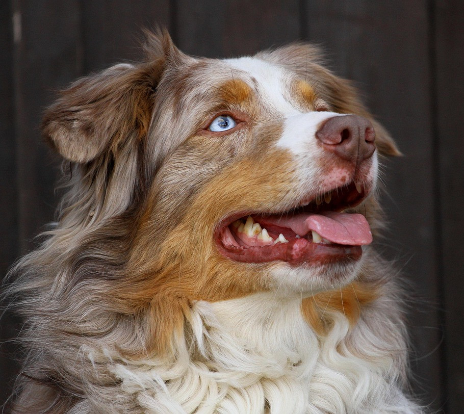 australian-shepherd