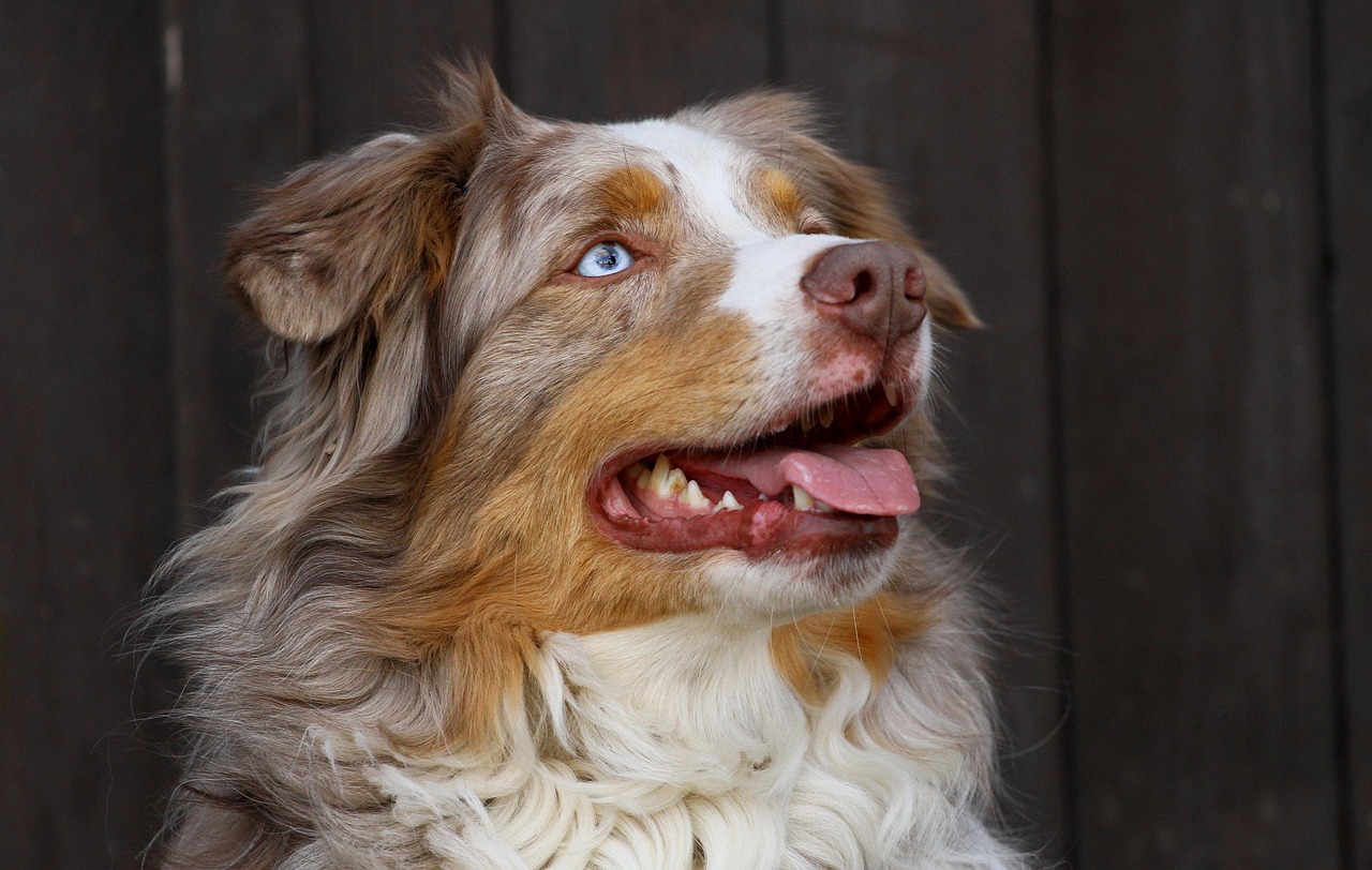australian-shepherd