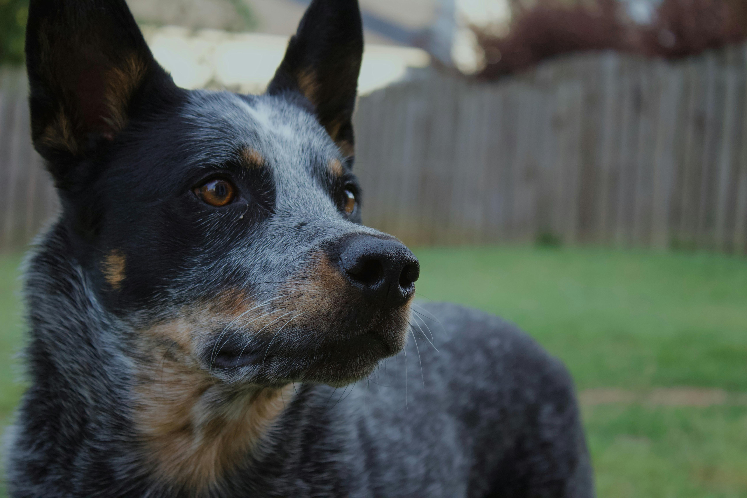 blue heeler