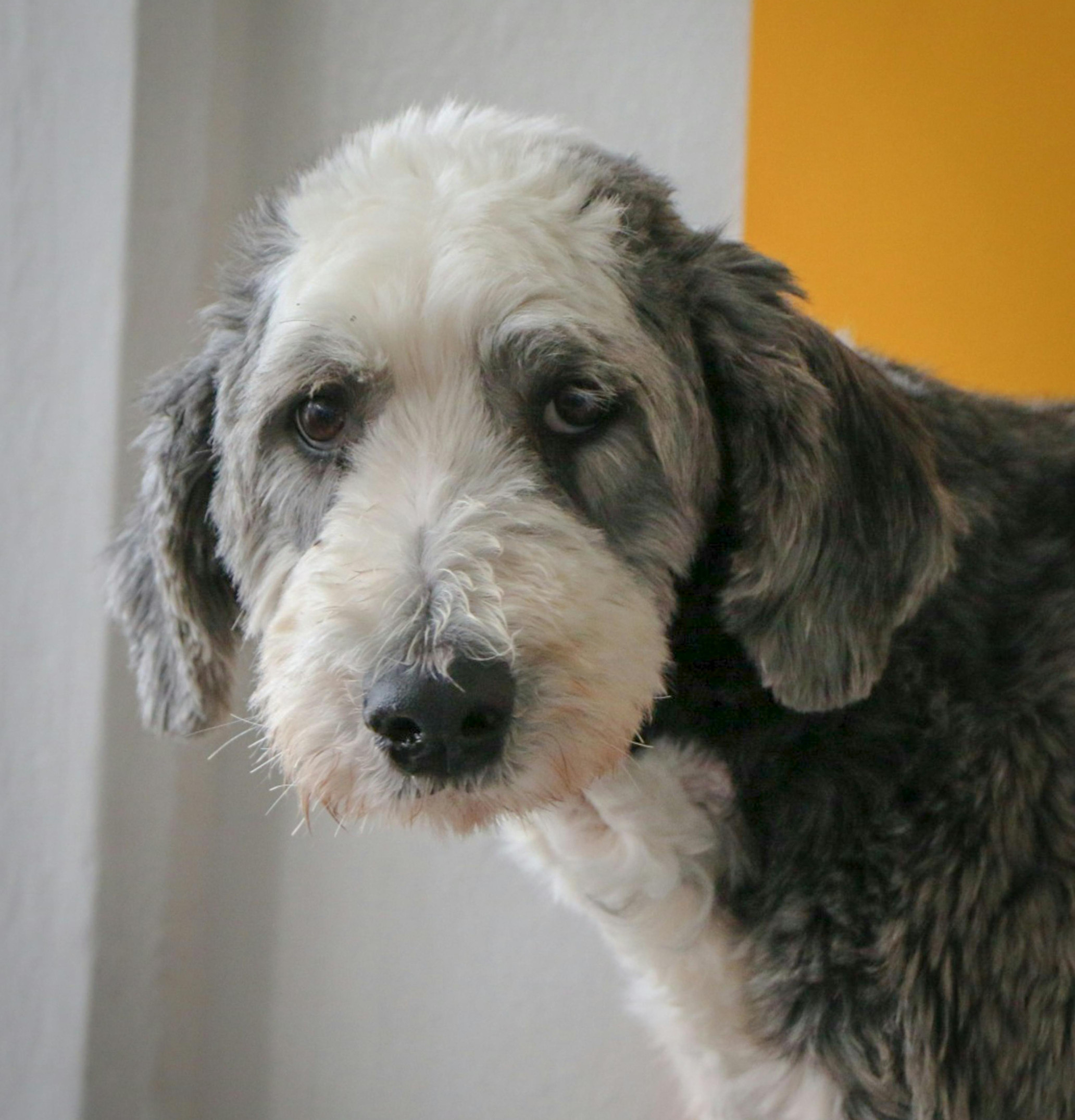 sheepadoodle