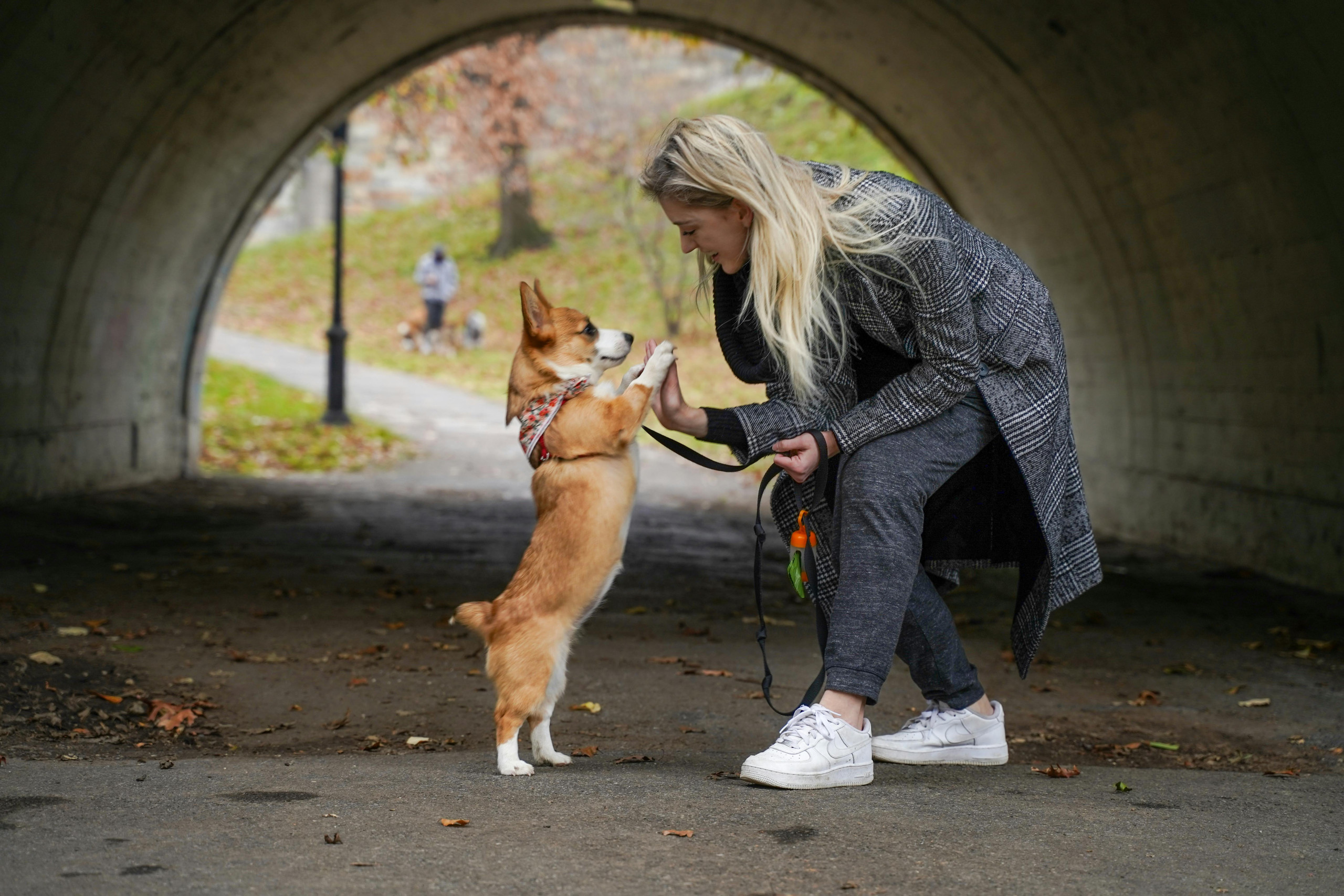 corgi