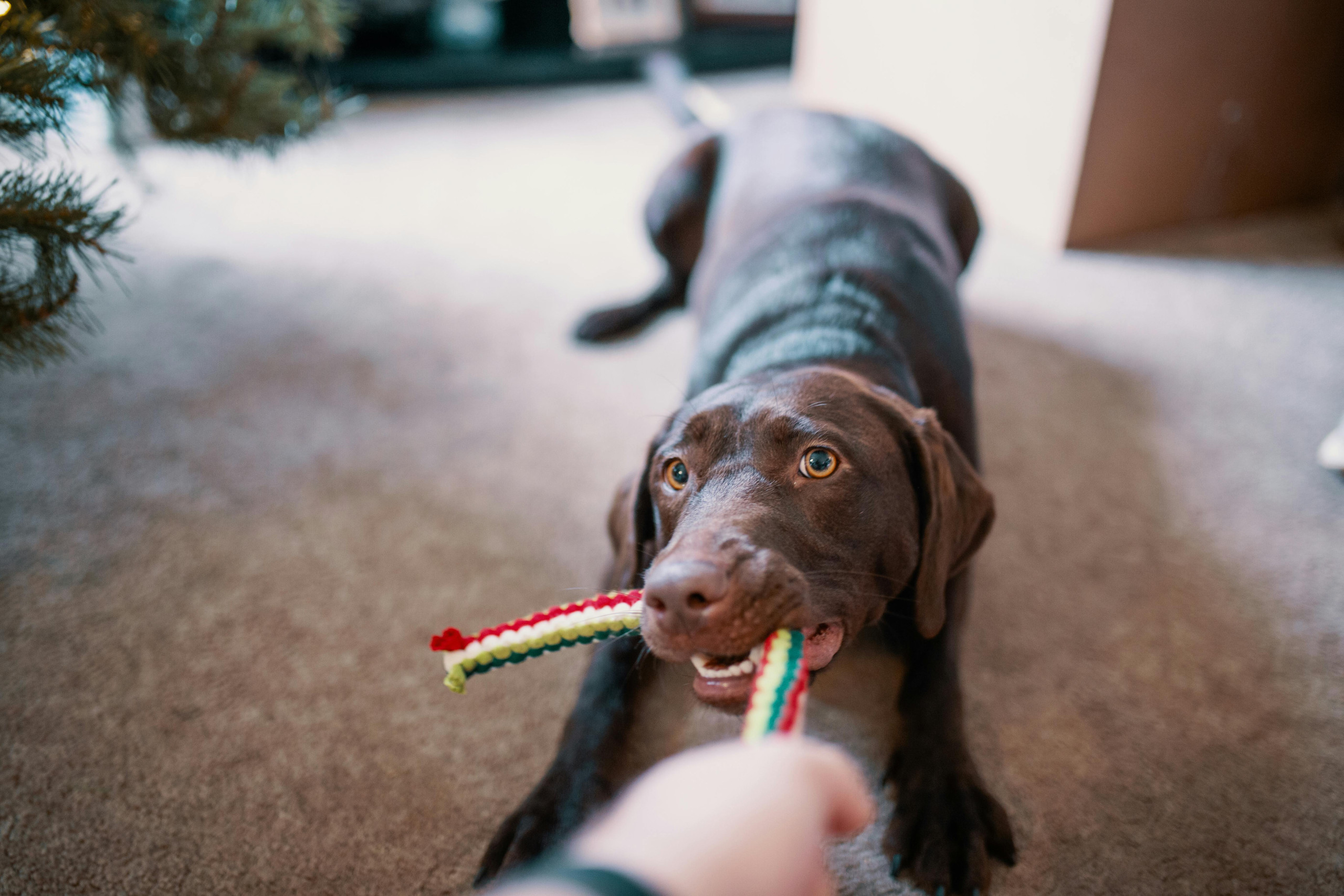 labrador retriever