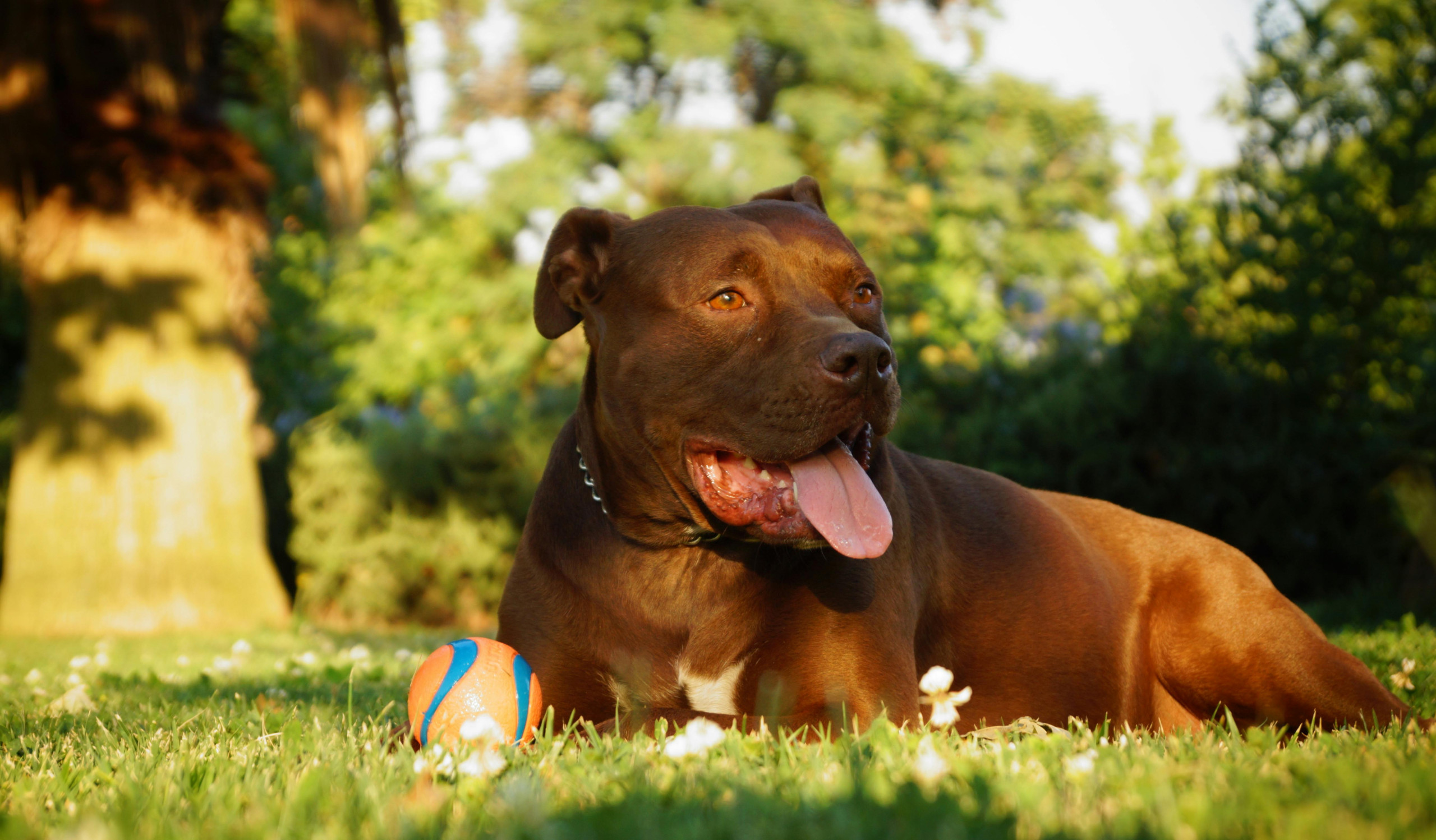pit bull