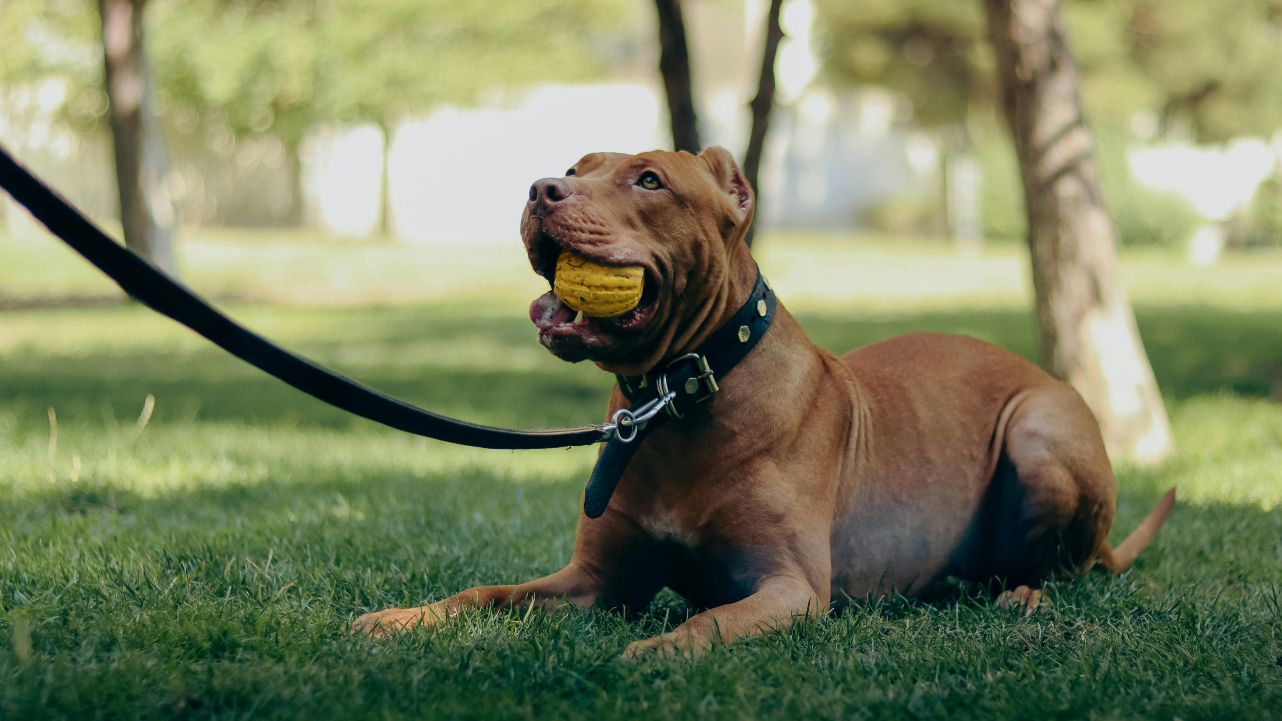 pit bull
