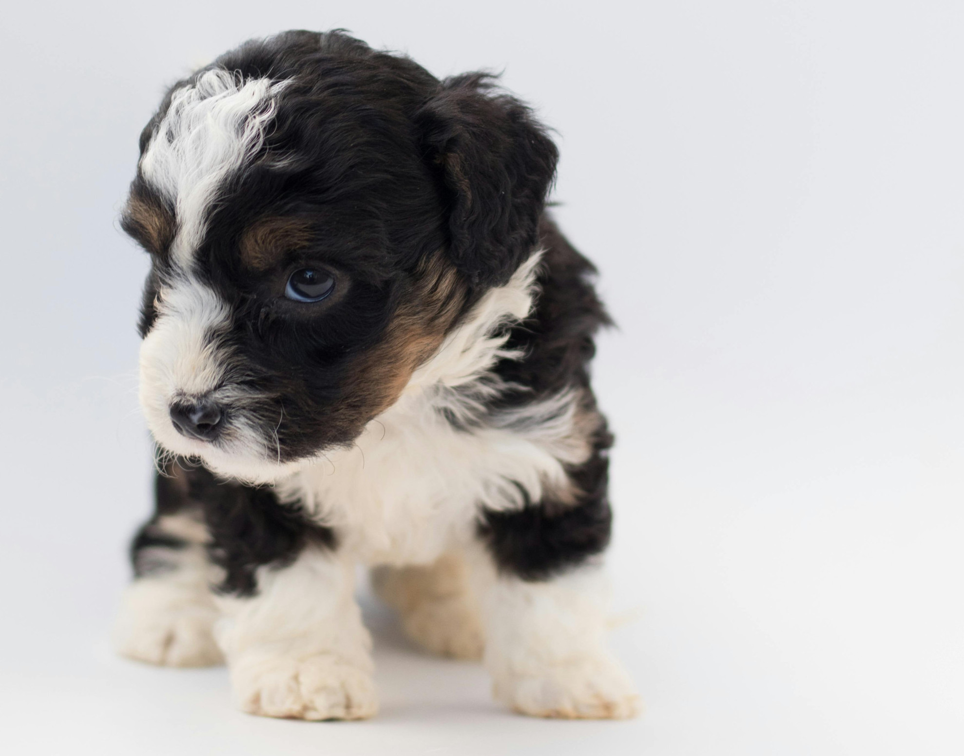 bernedoodle