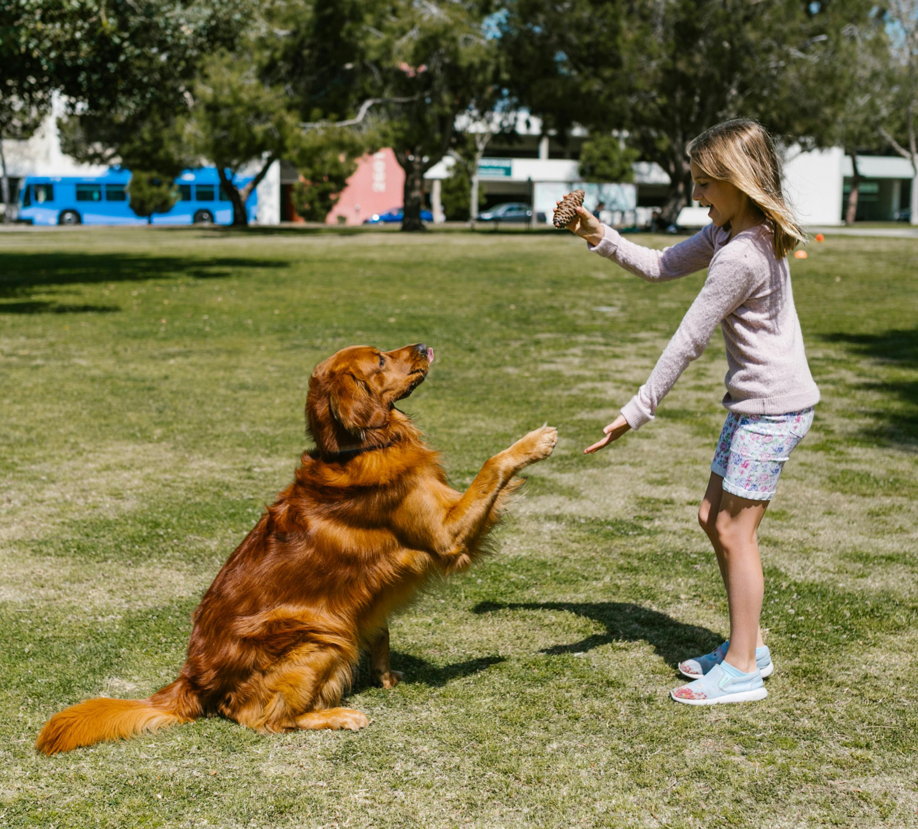 golden retriever