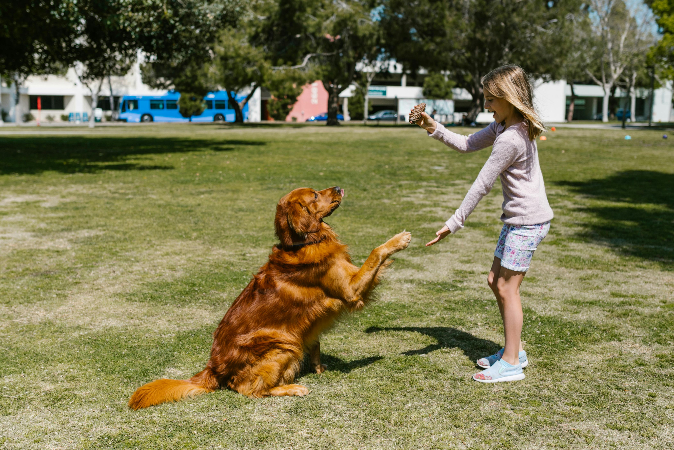 golden retriever
