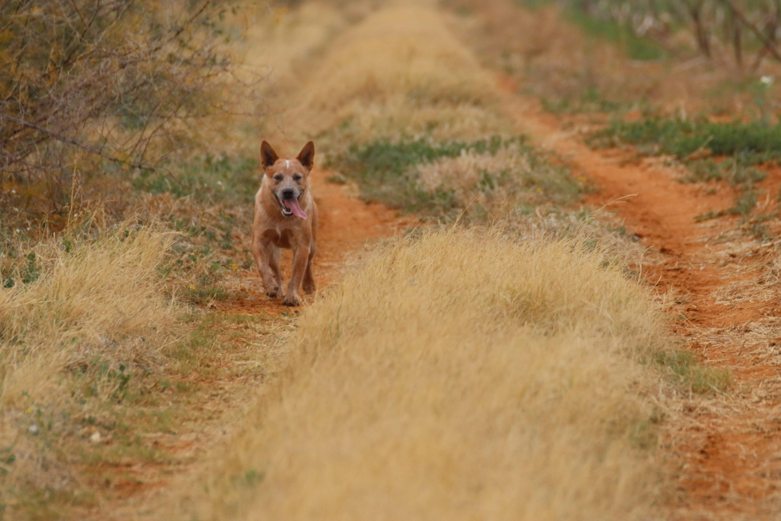 blue heeler