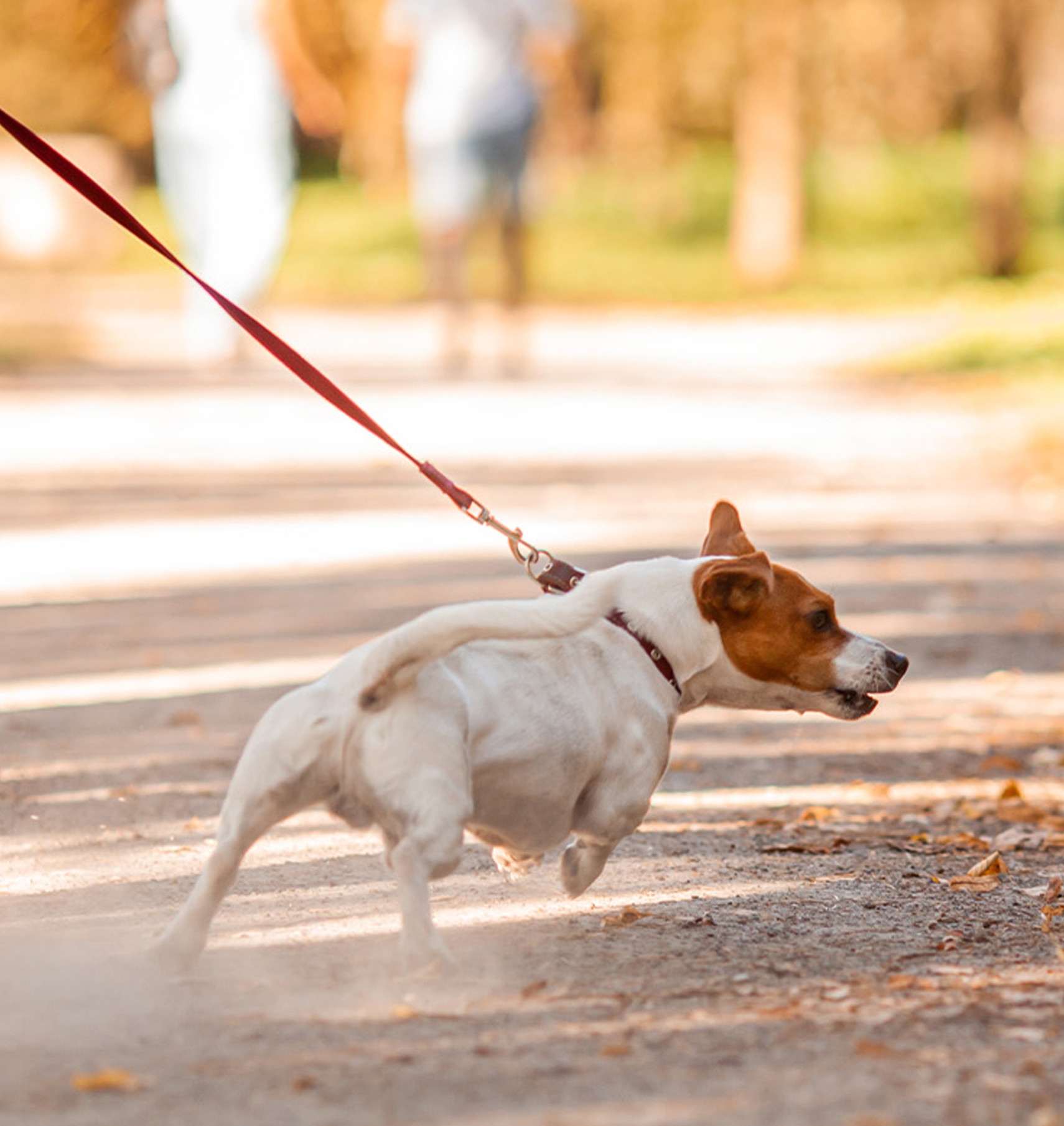 leash pulling