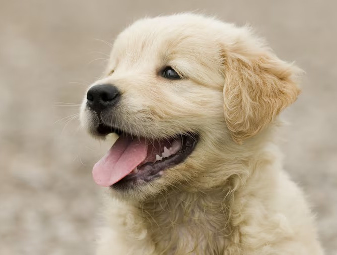 imgi_114_adorable-fluffy-golden-retriever-puppy-showing-its-tongue_181624-24612