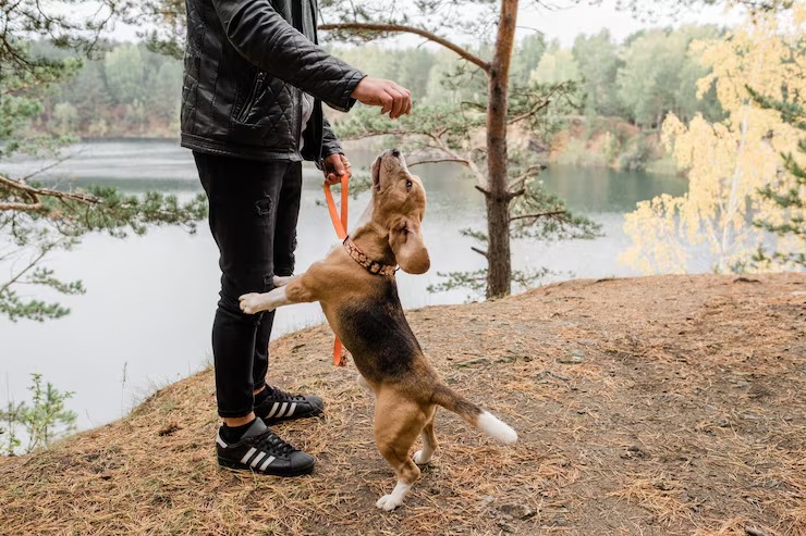 imgi_15_young-man-casualwear-playing-with-cute-funny-beagle-puppy-forest-ground-by-lake-chill_274679-2346