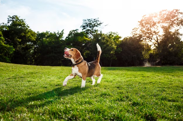 imgi_267_funny-happy-beagle-dog-walking-playing-park_176420-6453