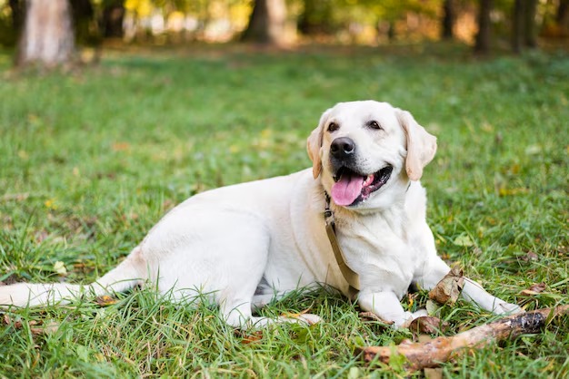 imgi_288_portrait-cute-labrador-sitting-grass_23-2148345981