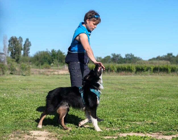 imgi_349_obedience-training-border-collie_87557-31763