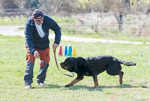 imgi_396_obedience-training-with-rottweiler_87557-32608