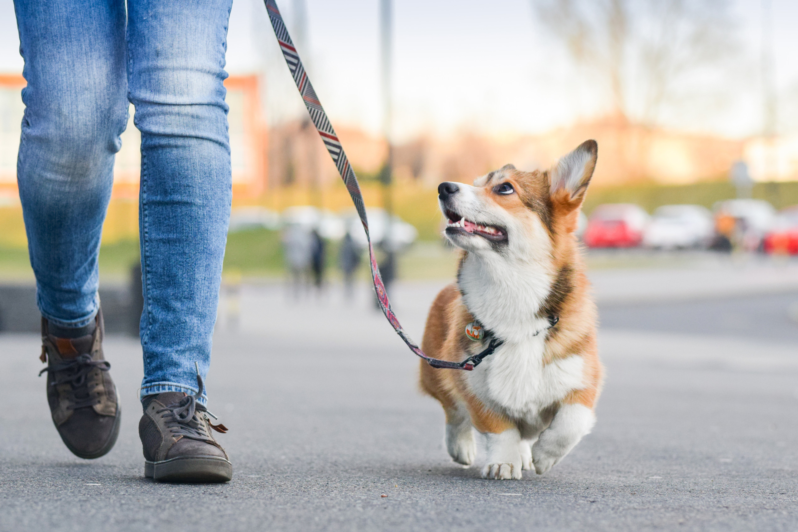 dog training