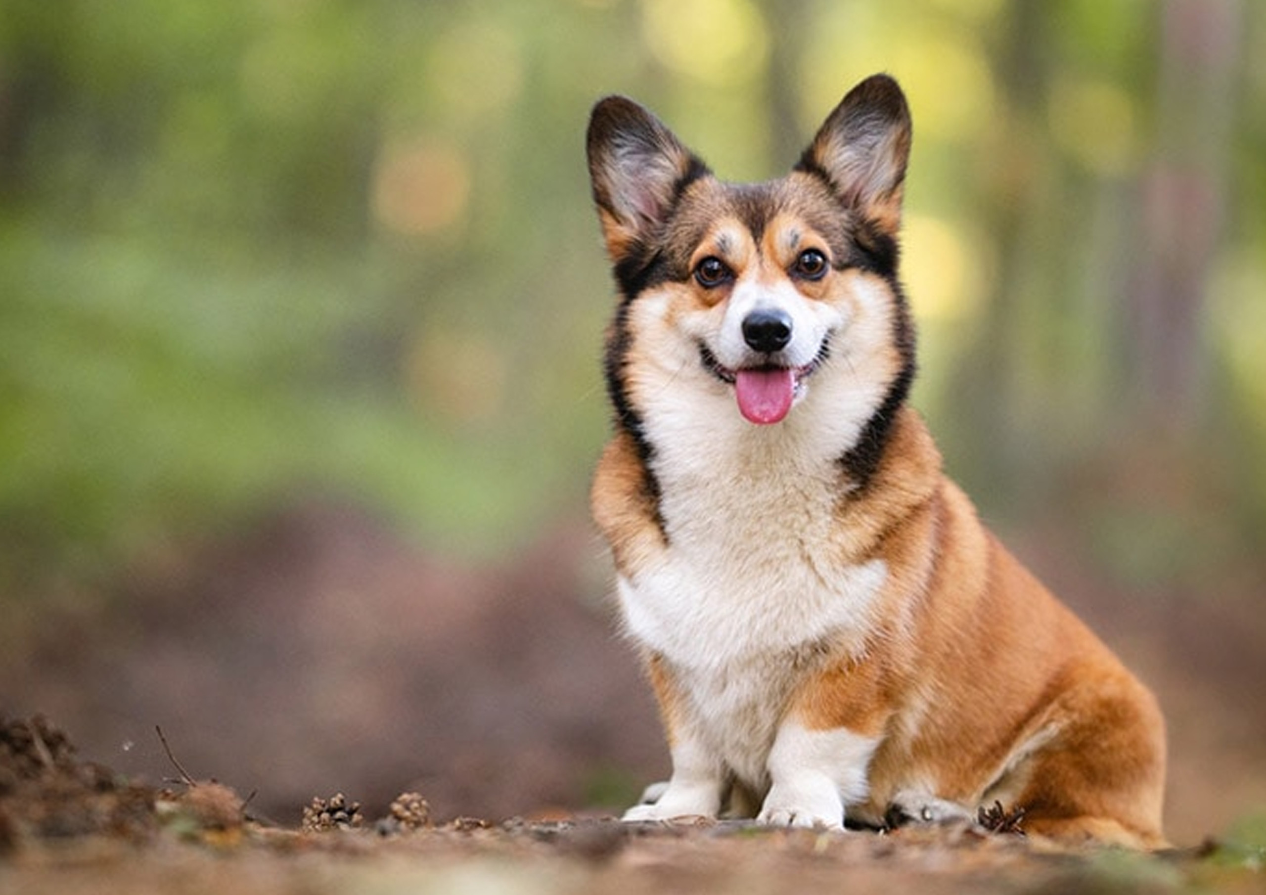 corgi