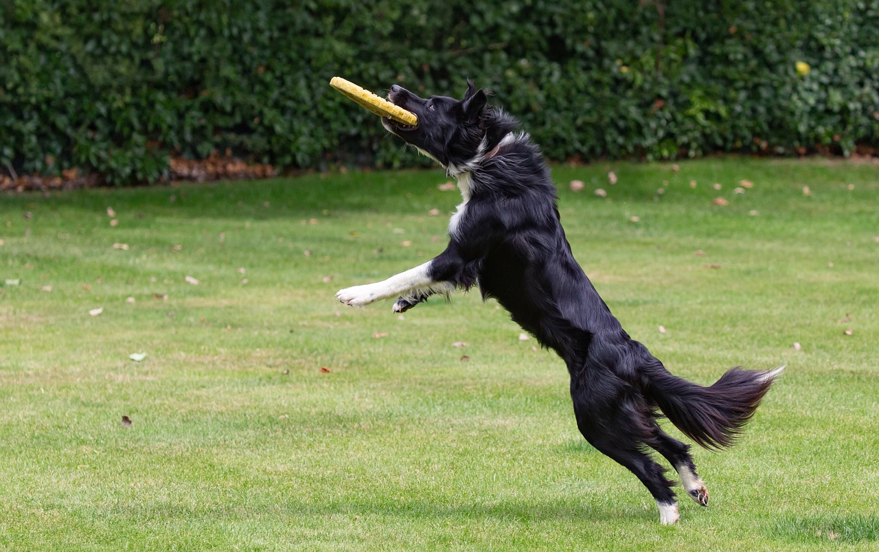 border-collie-