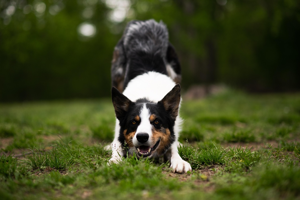 border-collie-