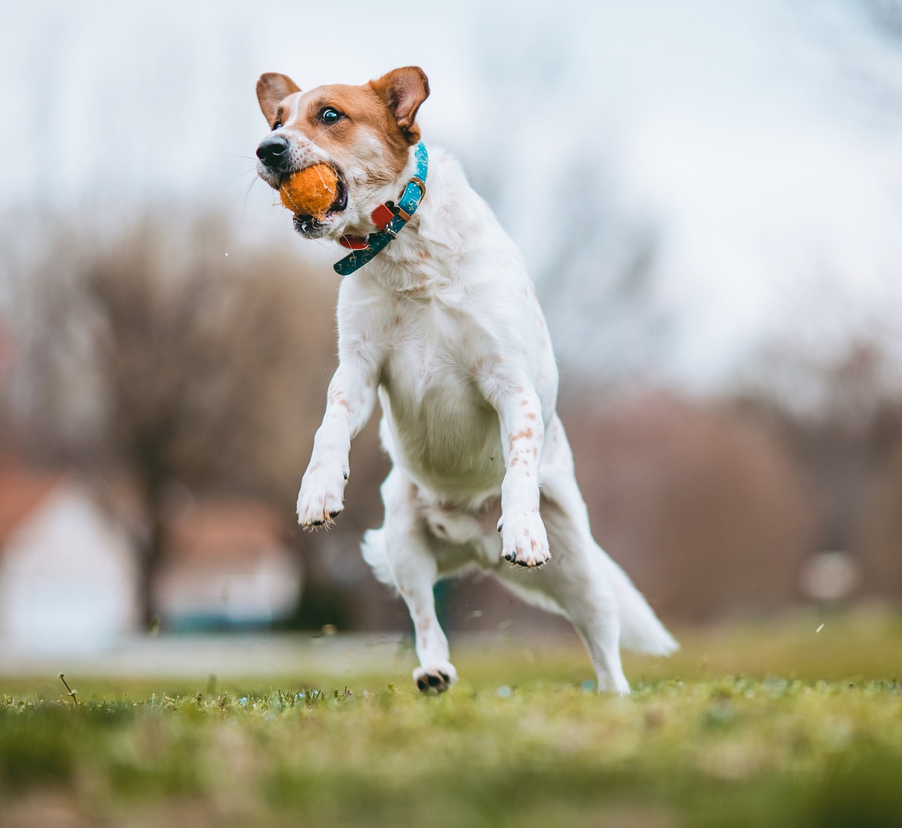 mixed breed