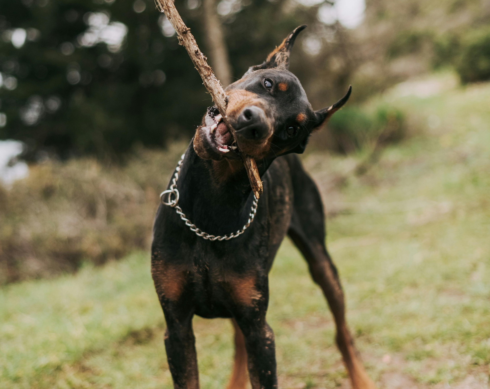 doberman pinscher