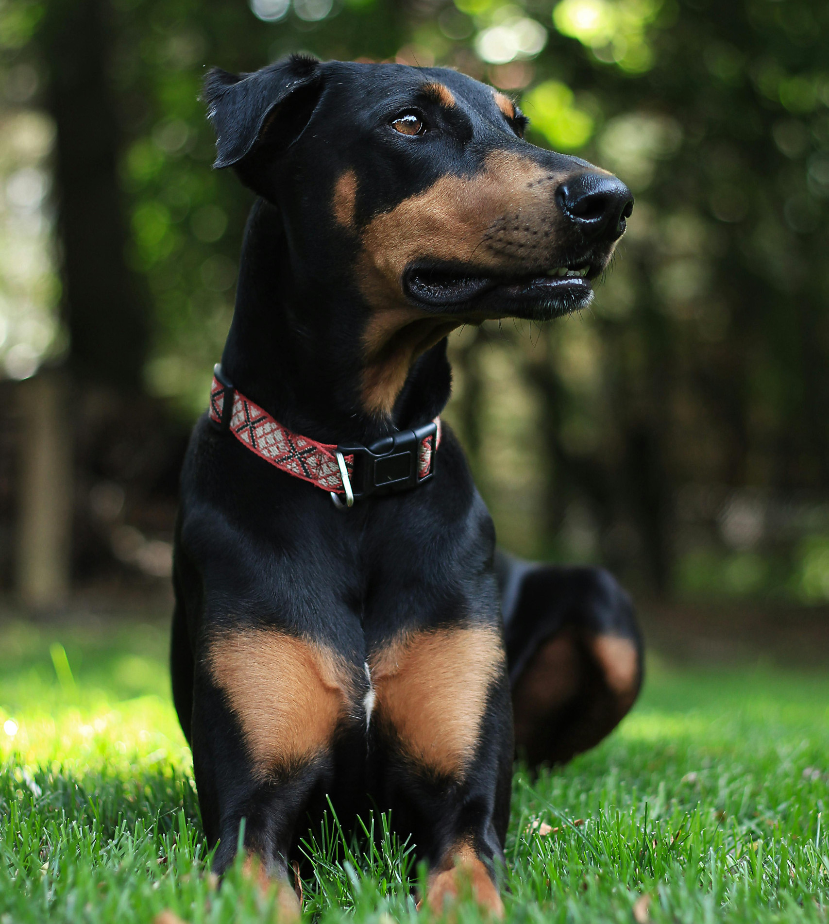 doberman pinscher