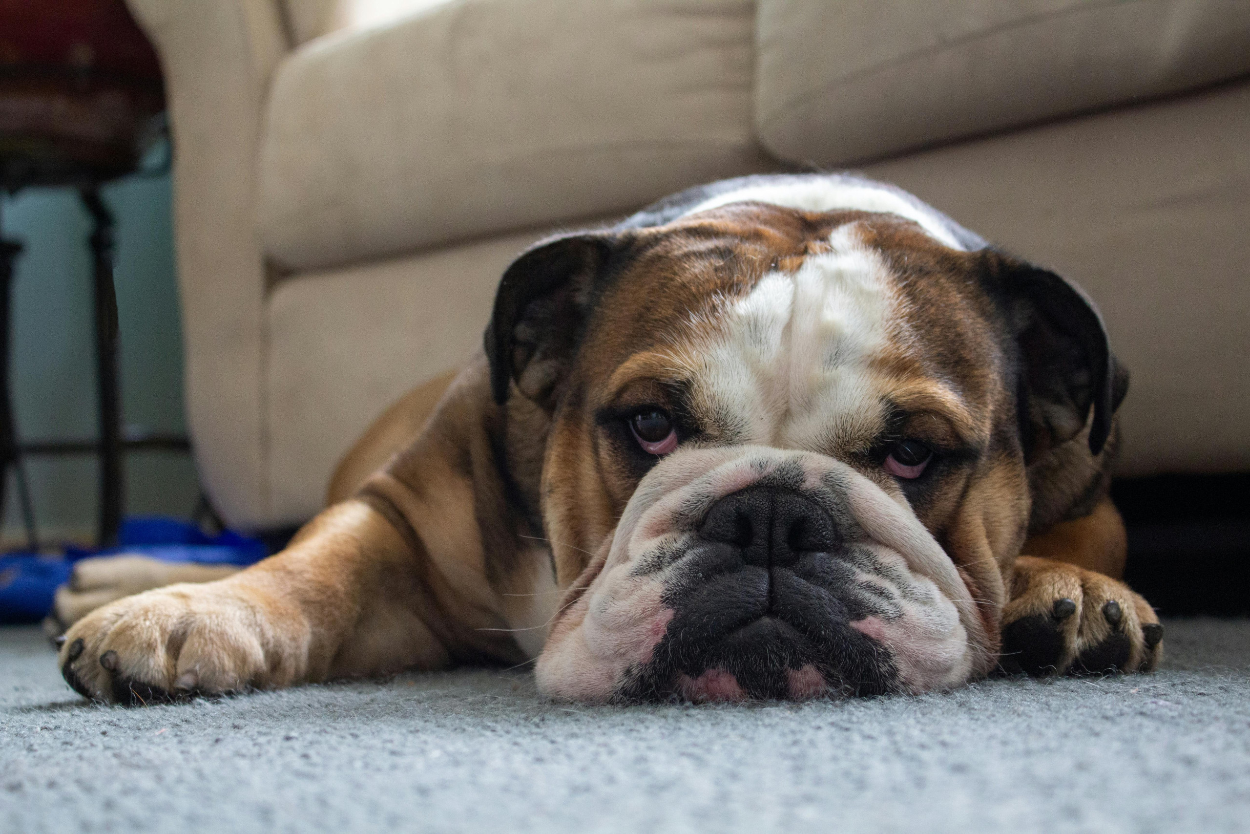 english bulldog
