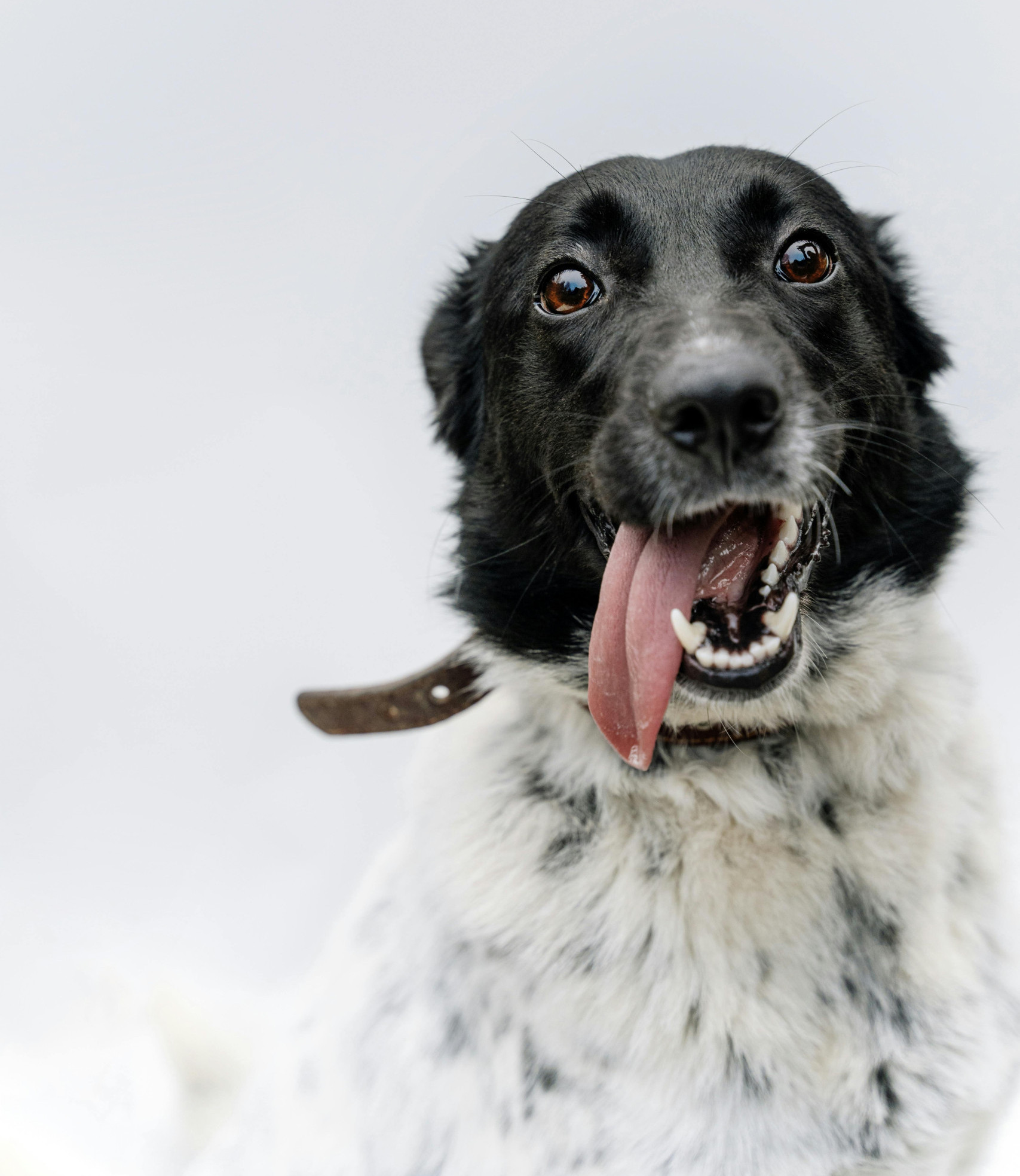 mixed breed