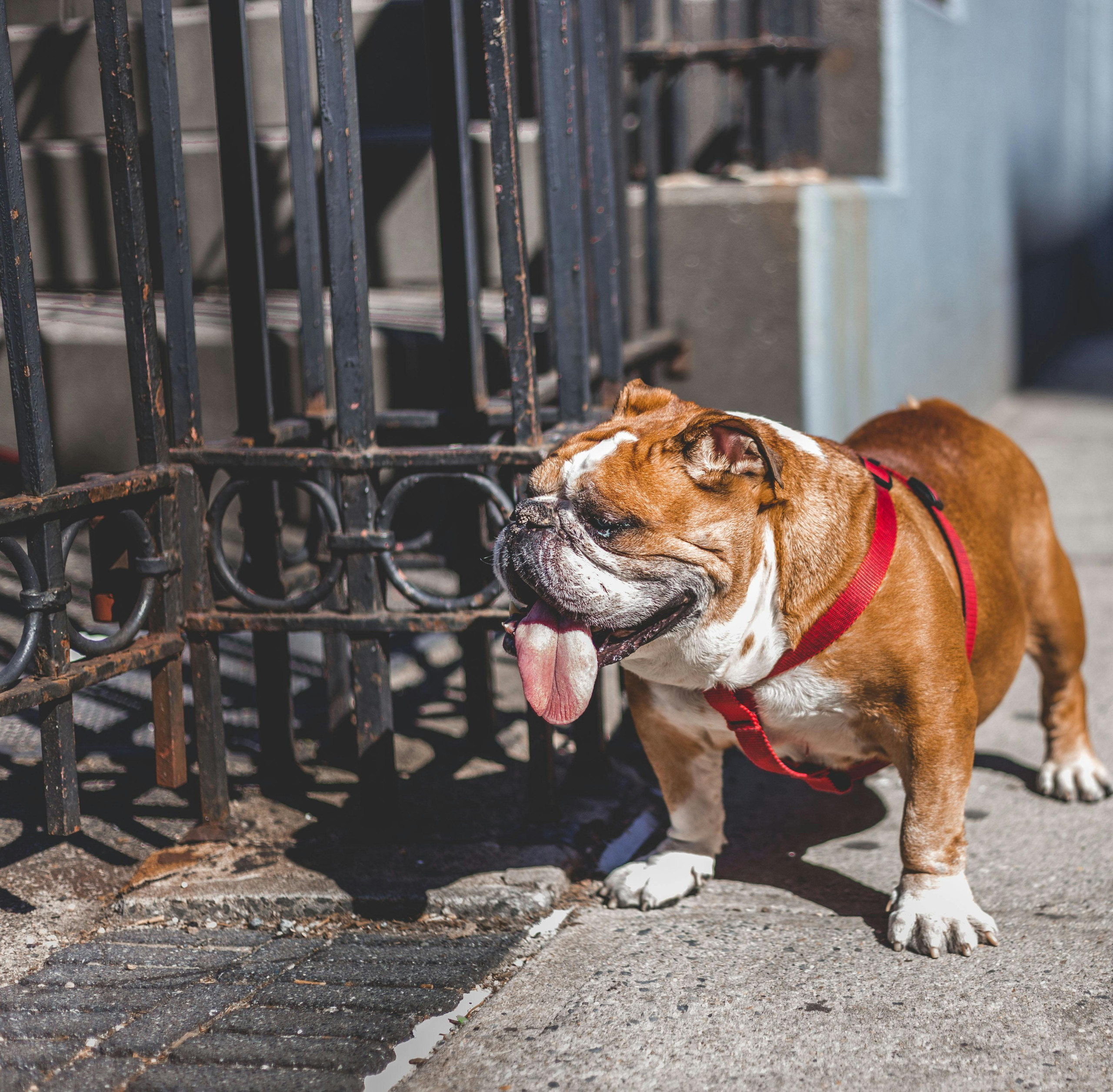 english bulldog
