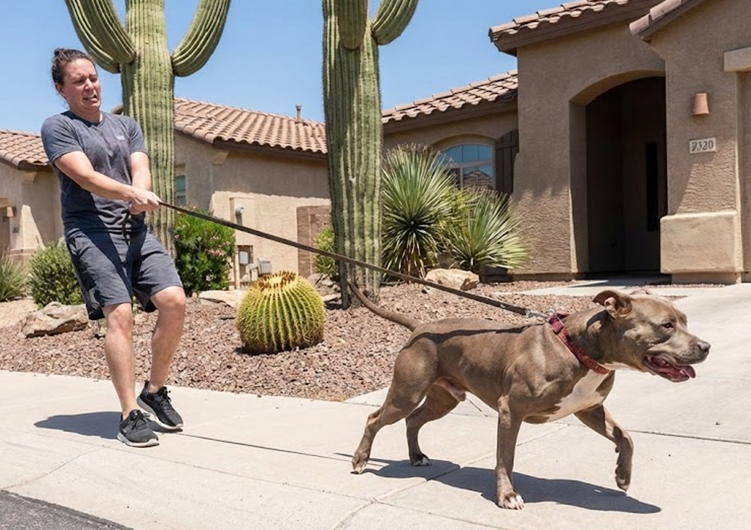 pitbull pulling on leash