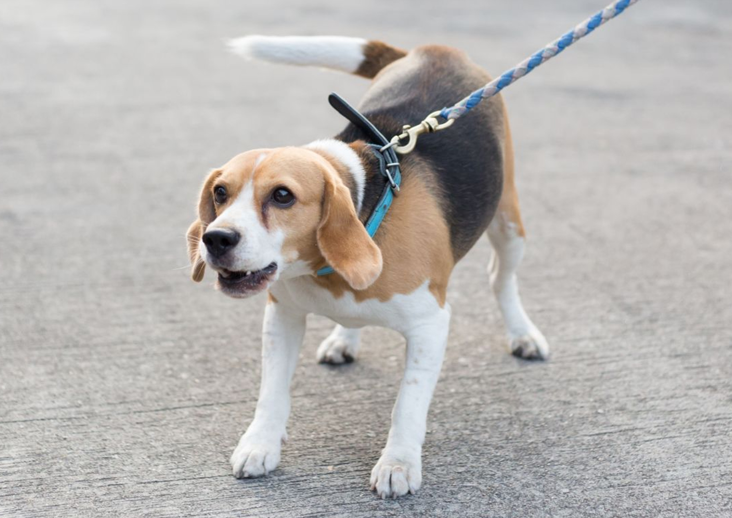 leash