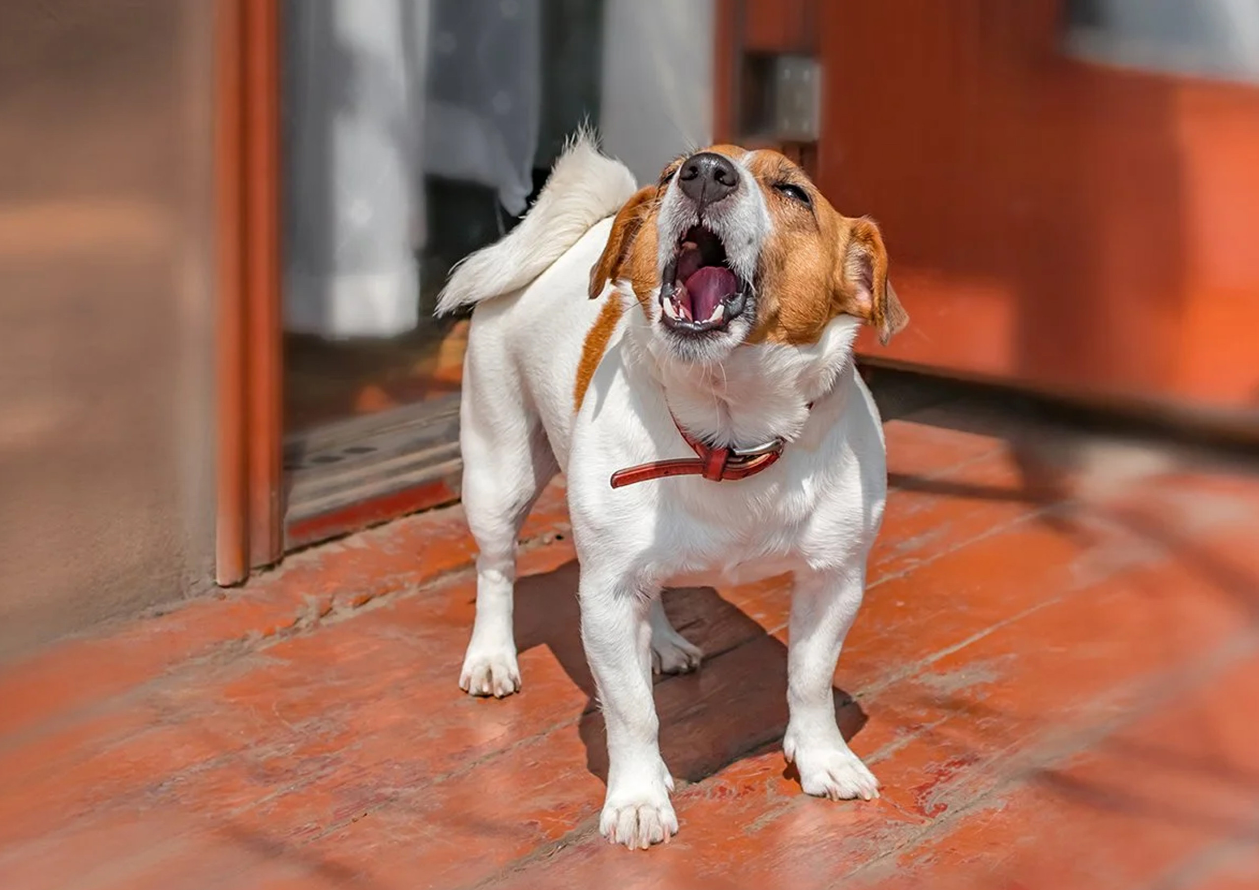 barking