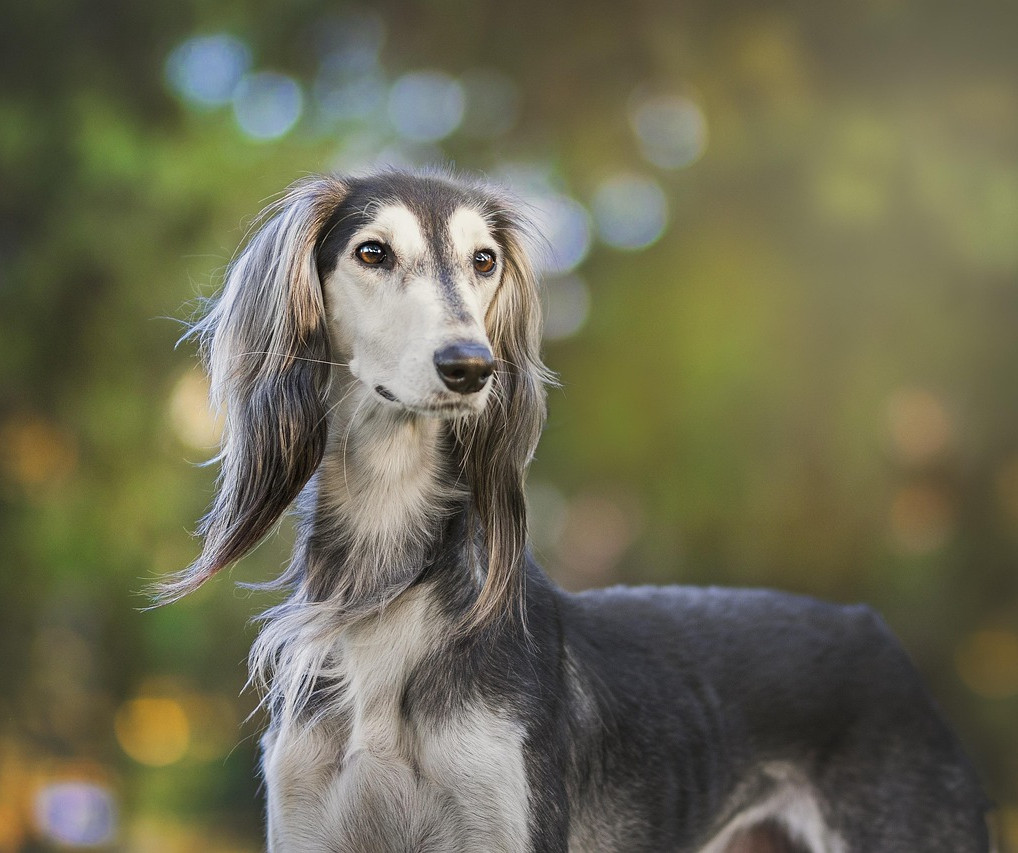 greyhound